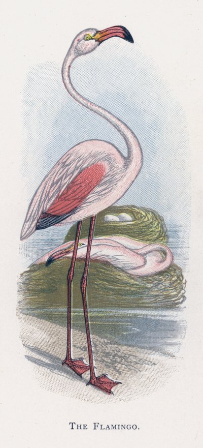 The Flamingo by Alexander Francis Lydon